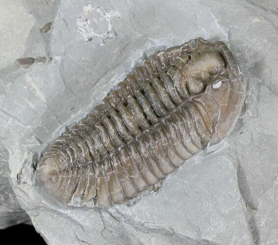 Large Flexicalymene Trilobite - Ohio #20988